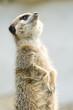 suricate suricate