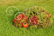 beetle on the grass