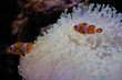nemo1