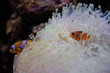nemo