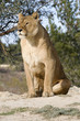 lionne lionne