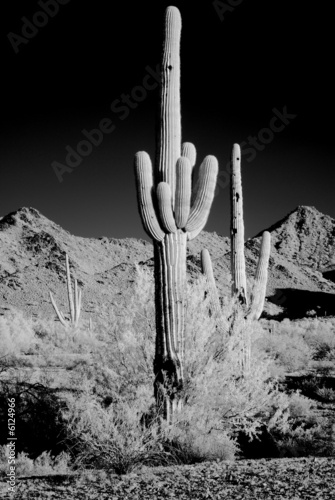 Photo: Moonlight Saguaro Moonlight Saguaro