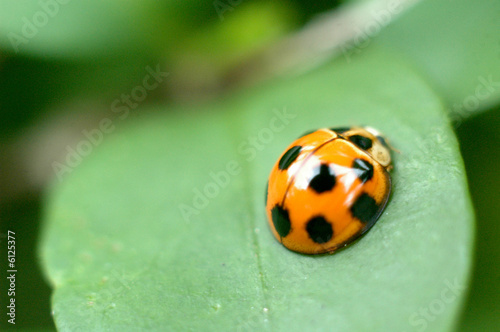 Ladybird