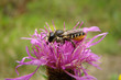 Megachile sur centaurée,Aude,Pyrénées