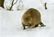 European beaver ( Castor fiber ) European beaver ( Castor fiber )