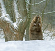 European beaver ( Castor fiber ) European beaver ( Castor fiber )