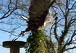 Adler