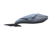 whale
