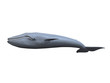 whale 