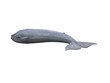 blue whale
