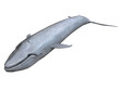 baleine