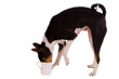 Dog (Basenji) Investigating a Mug
