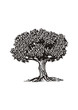 Árbol
