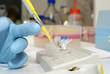 Biotechnology laboratory research tools in the hands in gloves