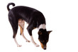 Dog (Basenji) Scenting