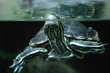 Photo: Schildkröte Schildkröte