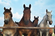 Three horses and herd on a meadow