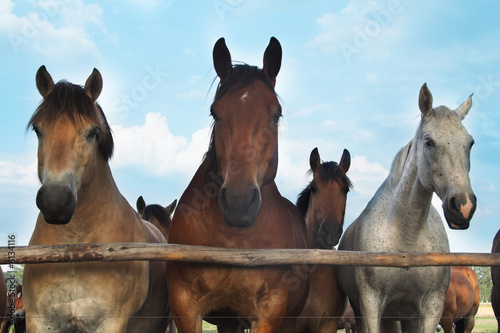 Photo: Three horses and herd on a meadow Three horses and herd on a meadow
