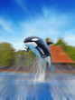Killer Whale jumping in a blue water with a motion blur
