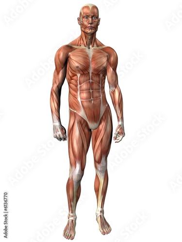 human body anatomy. Muscle Man - Human Anatomy