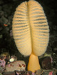 Orange Sea Pen Orange Sea Pen