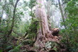 arbre géant d'une forêt humide en Australie