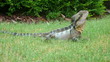 Photo: Lézard australien Lézard australien