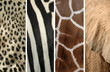 Photo: Safari Safari
