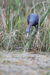 little bleu héron