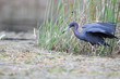 Little Blue Heron