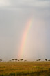 Beautiful Rainbow in the Kenyan Savannah.