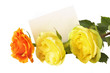 one orange and two yellow roses with a blank card isolated one orange and two yellow roses with a blank card isolated