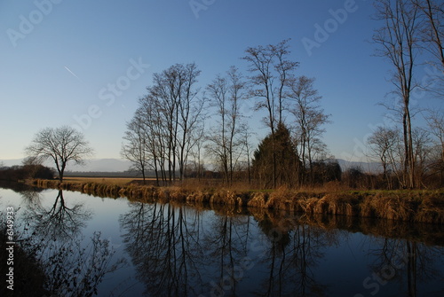 les arbres
