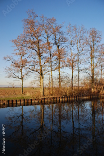 les reflets des arbres les reflets des arbres