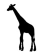 girafe