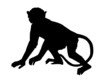 singe