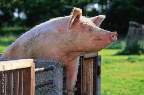 COCHON