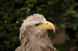 Adler