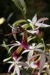Orchidee