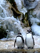 Pinguin