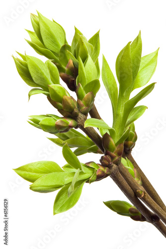 green branches on white background green branches on white background