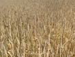 Wheat field