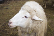 Sheep portrait