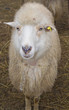 Sheep portrait