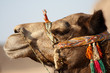 Portrait of bedouin's camel decorated by color stripes