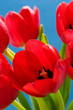 Red tulips