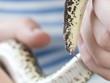 young boa constrictor