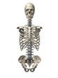 skelett torso mit schädel
