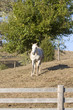 White Horse Behind Wooden Fence