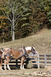 Horse Near Wooden Fence